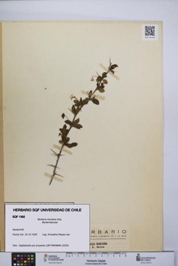 Berberis montana [Espécimen: UCH:SQF:0001392]