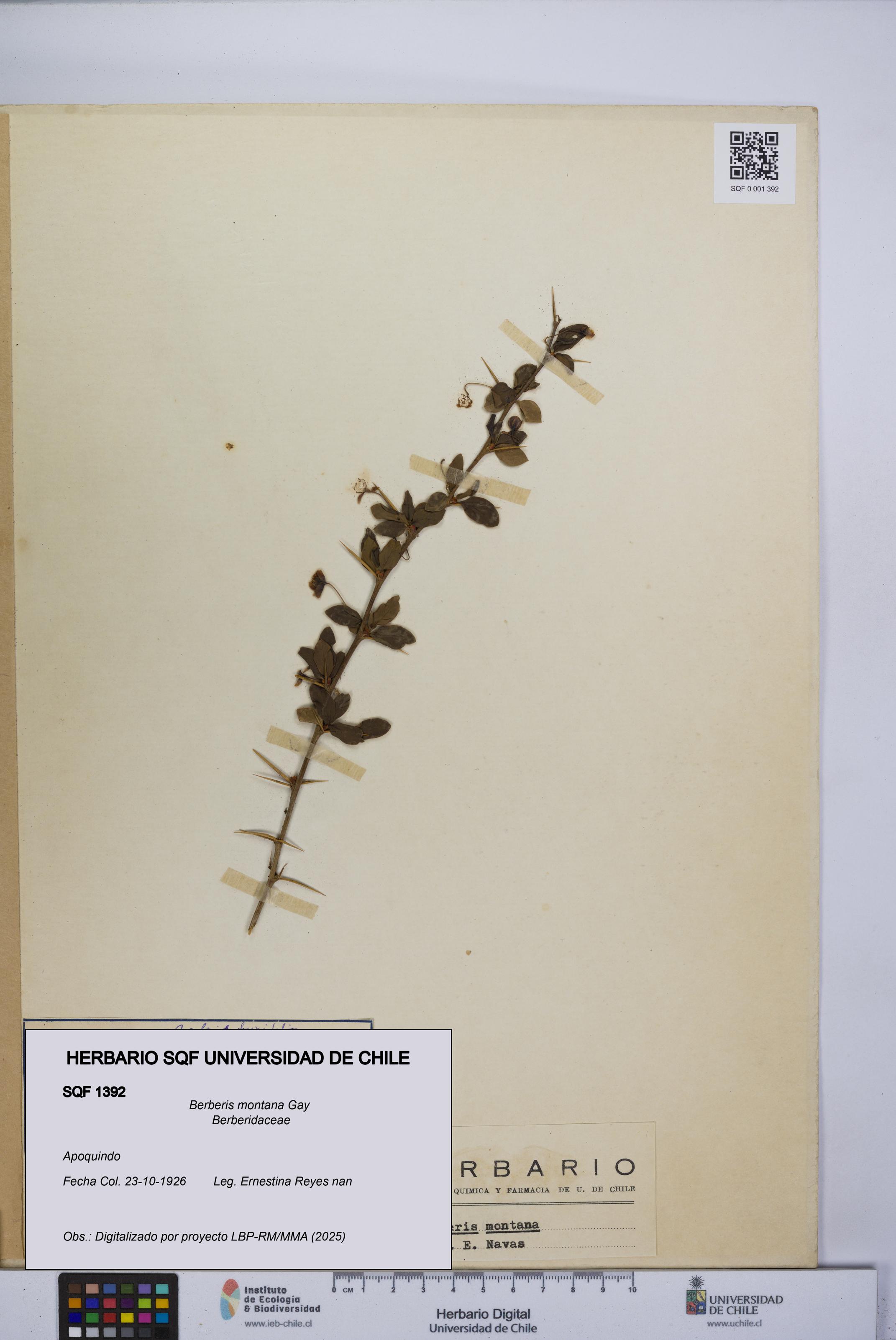 Berberis montana [Espécimen: UCH:SQF:0001392]