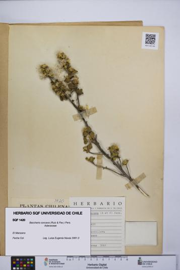 Baccharis concava [Espécimen: UCH:SQF:0001420]
