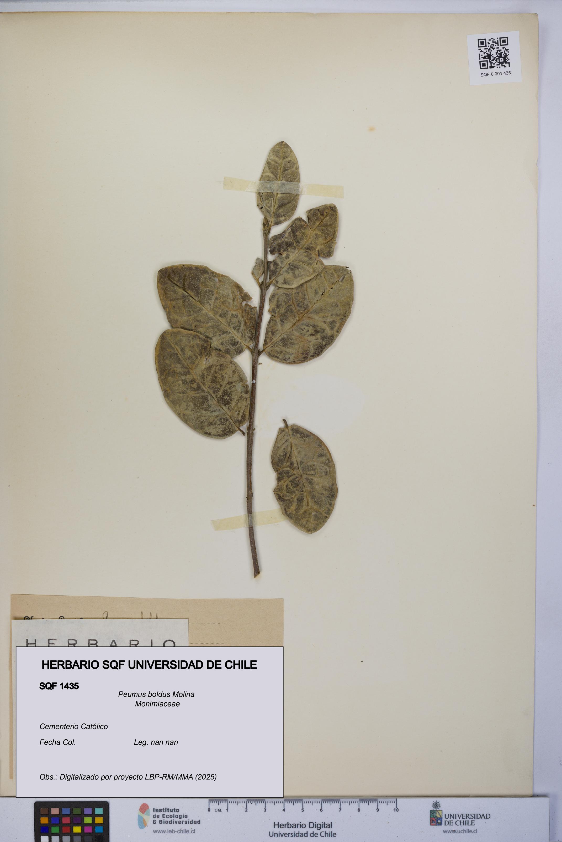 Peumus boldus [Espécimen: UCH:SQF:0001435]
