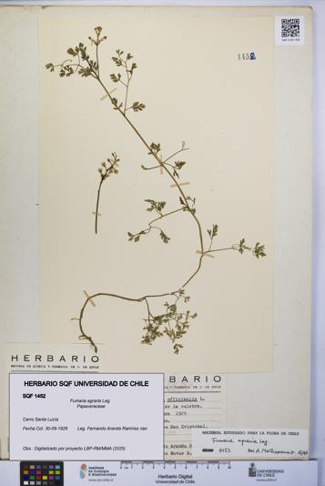Fumaria agraria [Espécimen: UCH:SQF:0001452]