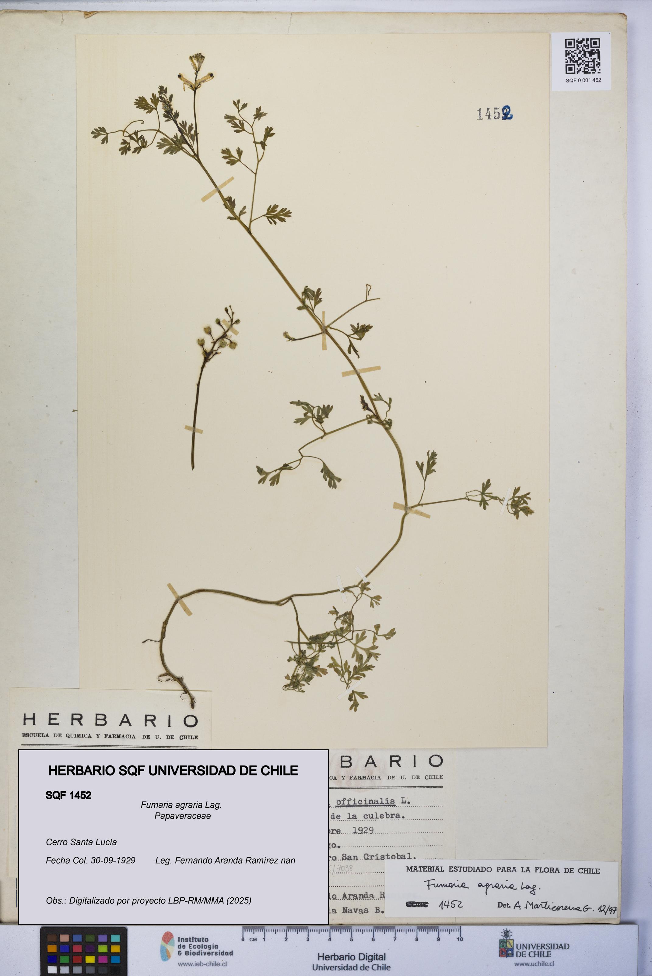 Fumaria agraria [Espécimen: UCH:SQF:0001452]