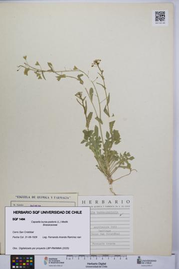 Capsella bursa-pastoris [Espécimen: UCH:SQF:0001484]