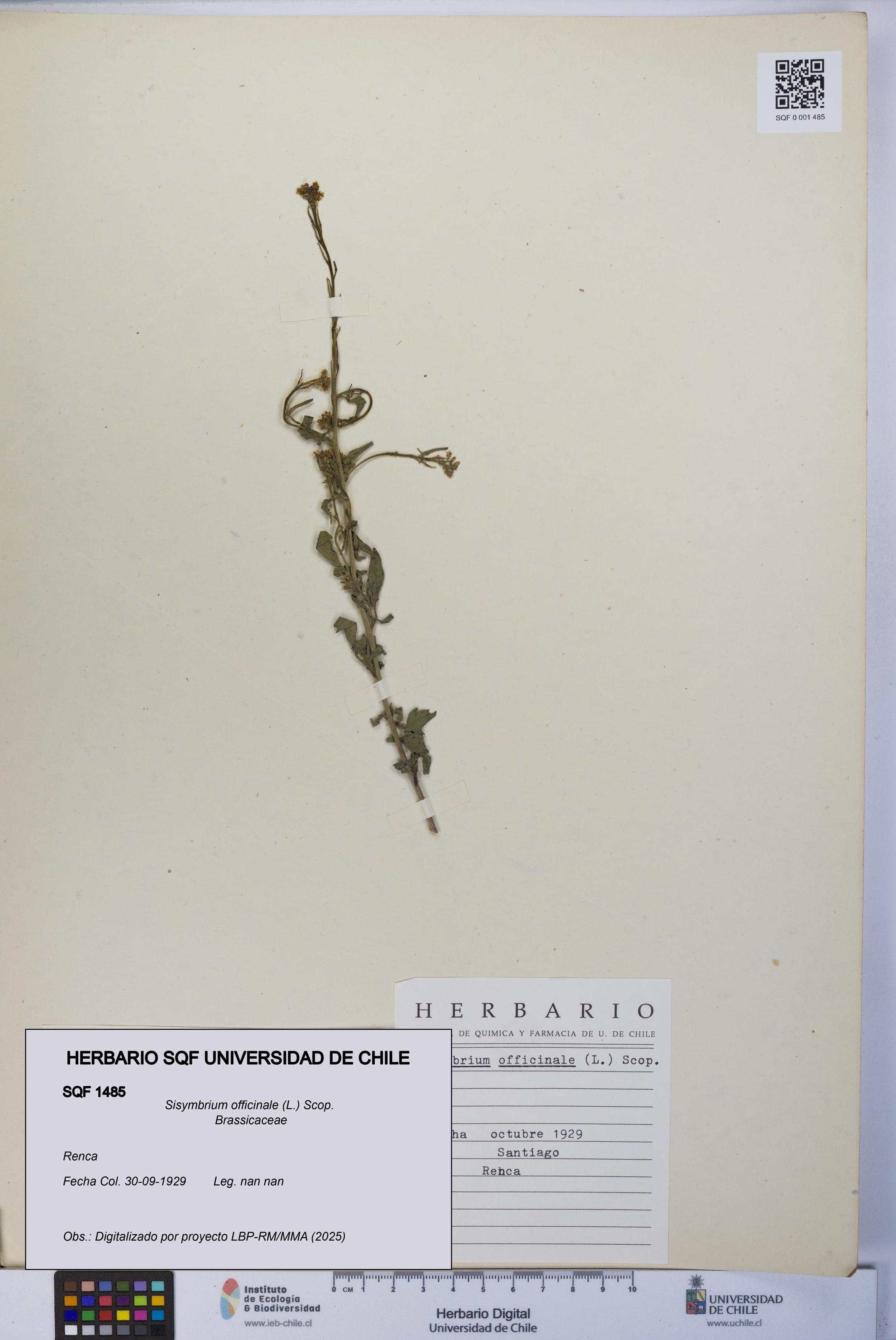 Sisymbrium officinale [Espécimen: UCH:SQF:0001485]