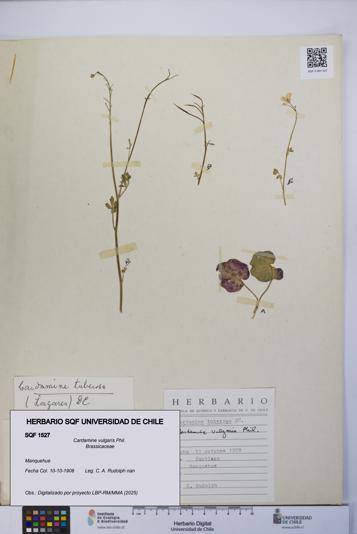 Cardamine vulgaris [Espécimen: UCH:SQF:0001527]