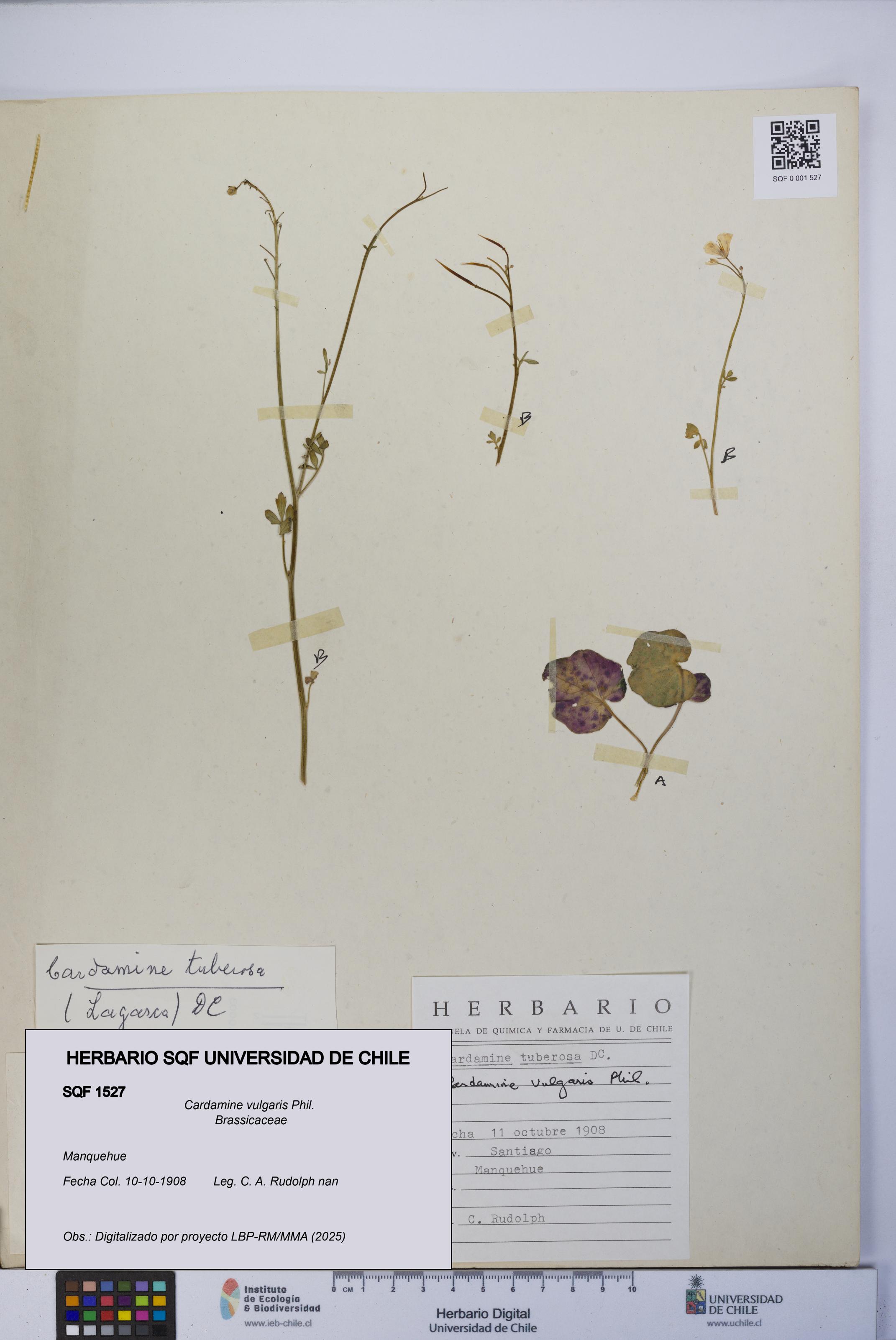 Cardamine vulgaris [Espécimen: UCH:SQF:0001527]