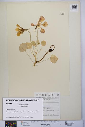 Tropaeolum majus [Espécimen: UCH:SQF:0001542]