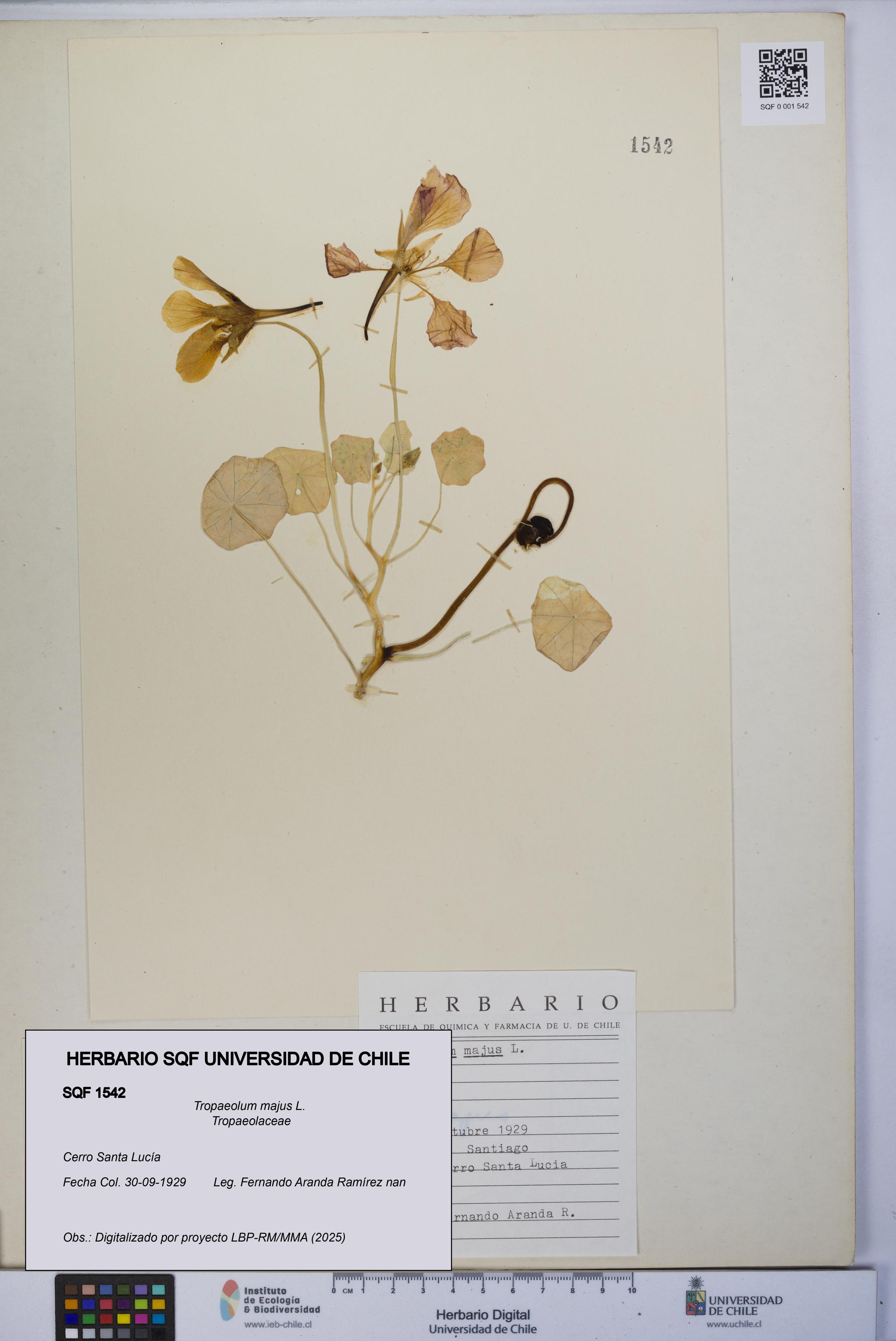 Tropaeolum majus [Espécimen: UCH:SQF:0001542]
