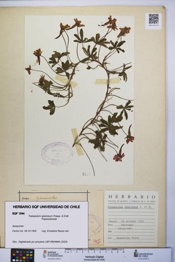 Tropaeolum speciosum [Espécimen: UCH:SQF:0001544]