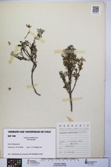 Viviania marifolia [Espécimen: UCH:SQF:0001546]