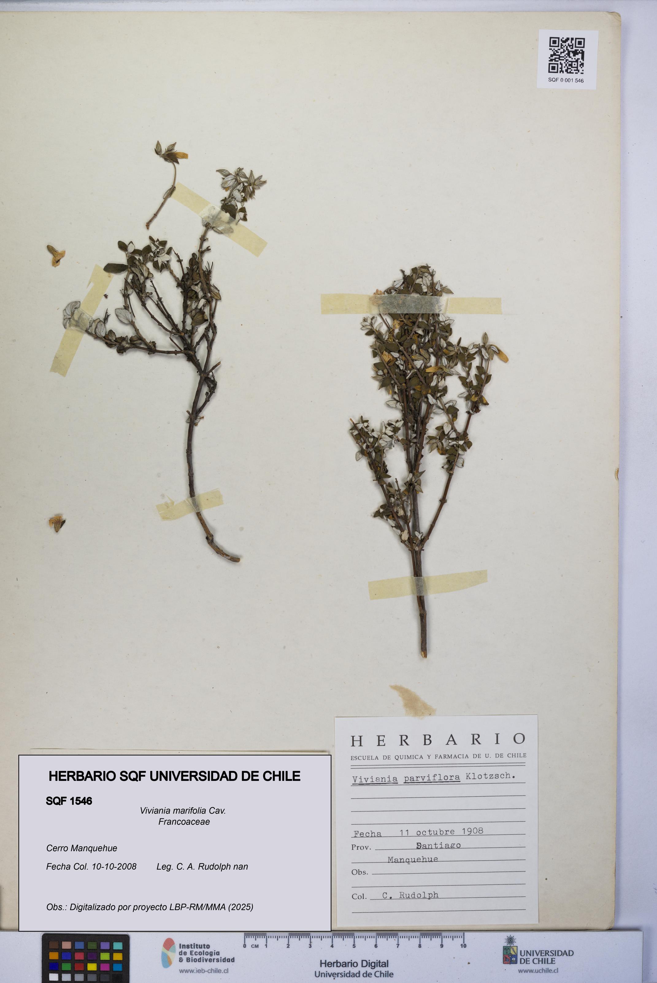 Viviania marifolia [Espécimen: UCH:SQF:0001546]