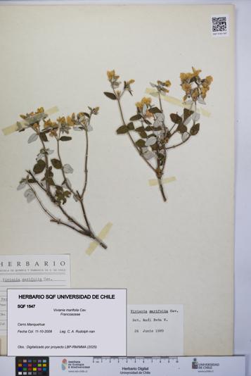 Viviania marifolia [Espécimen: UCH:SQF:0001547]