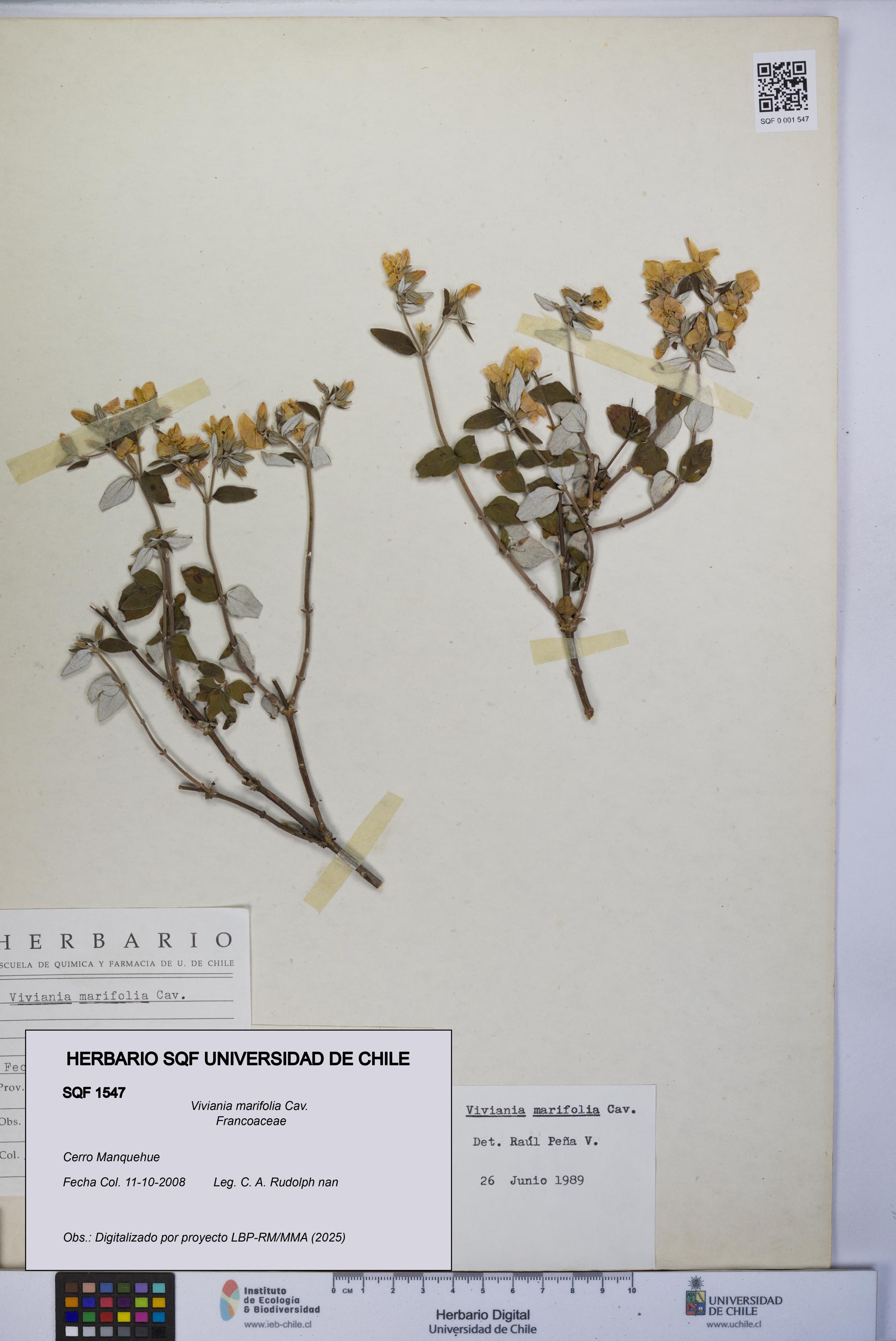 Viviania marifolia [Espécimen: UCH:SQF:0001547]