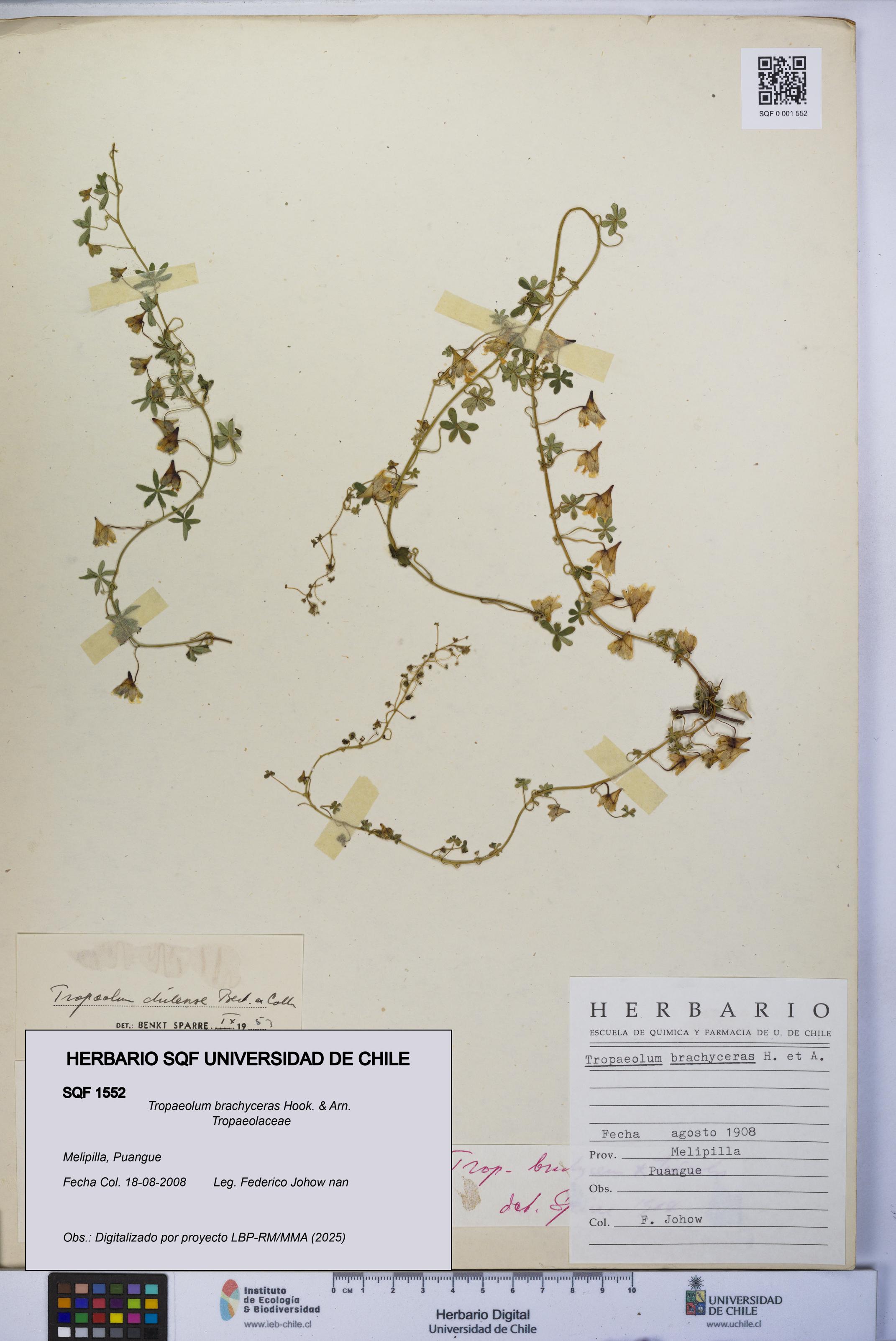 Tropaeolum brachyceras [Espécimen: UCH:SQF:0001552]