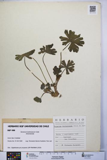 Geranium berteroanum [Espécimen: UCH:SQF:0001555]