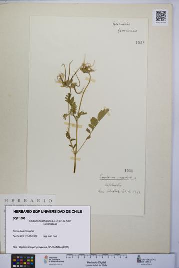 Erodium moschatum [Espécimen: UCH:SQF:0001558]