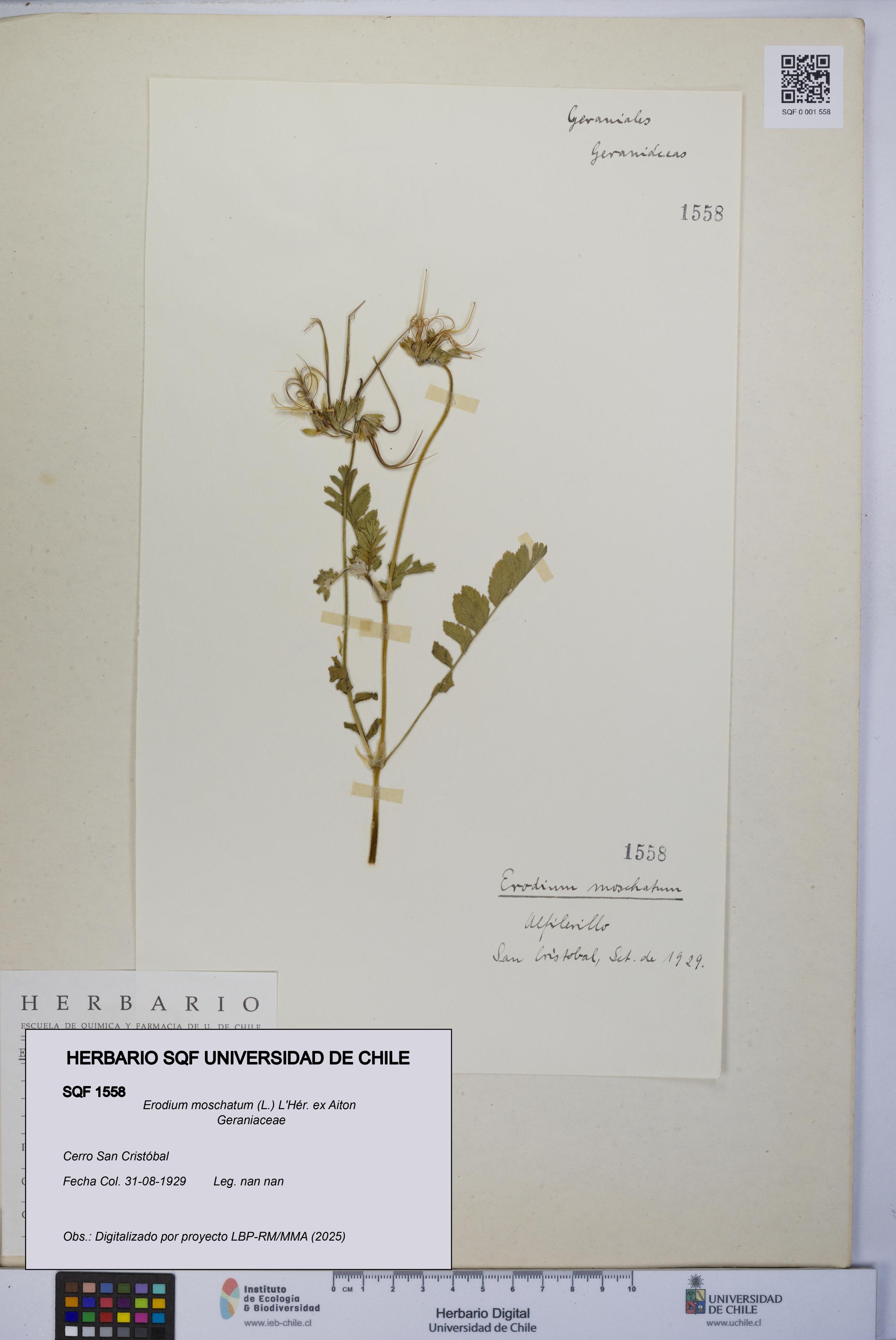 Erodium moschatum [Espécimen: UCH:SQF:0001558]