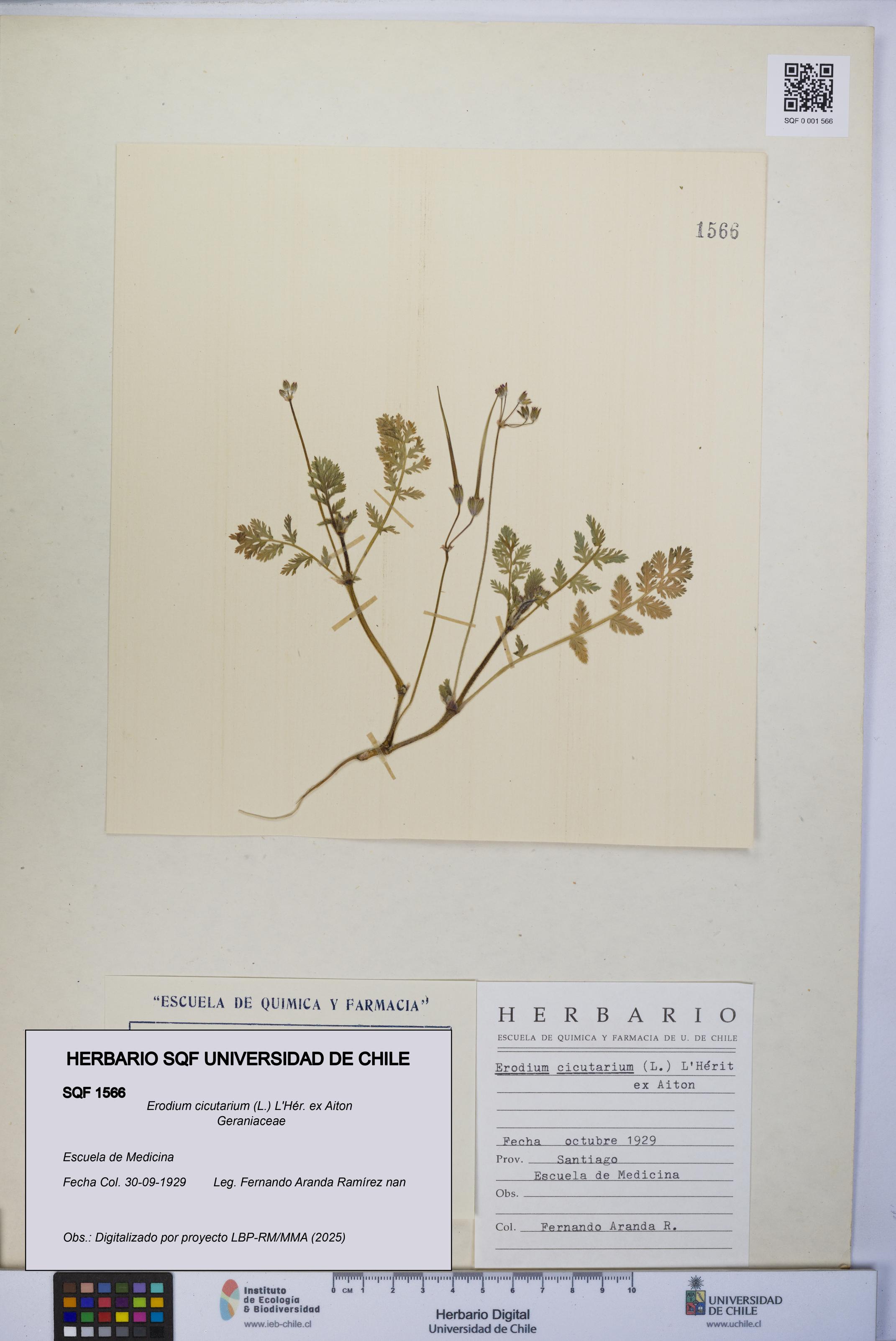 Erodium cicutarium [Espécimen: UCH:SQF:0001566]