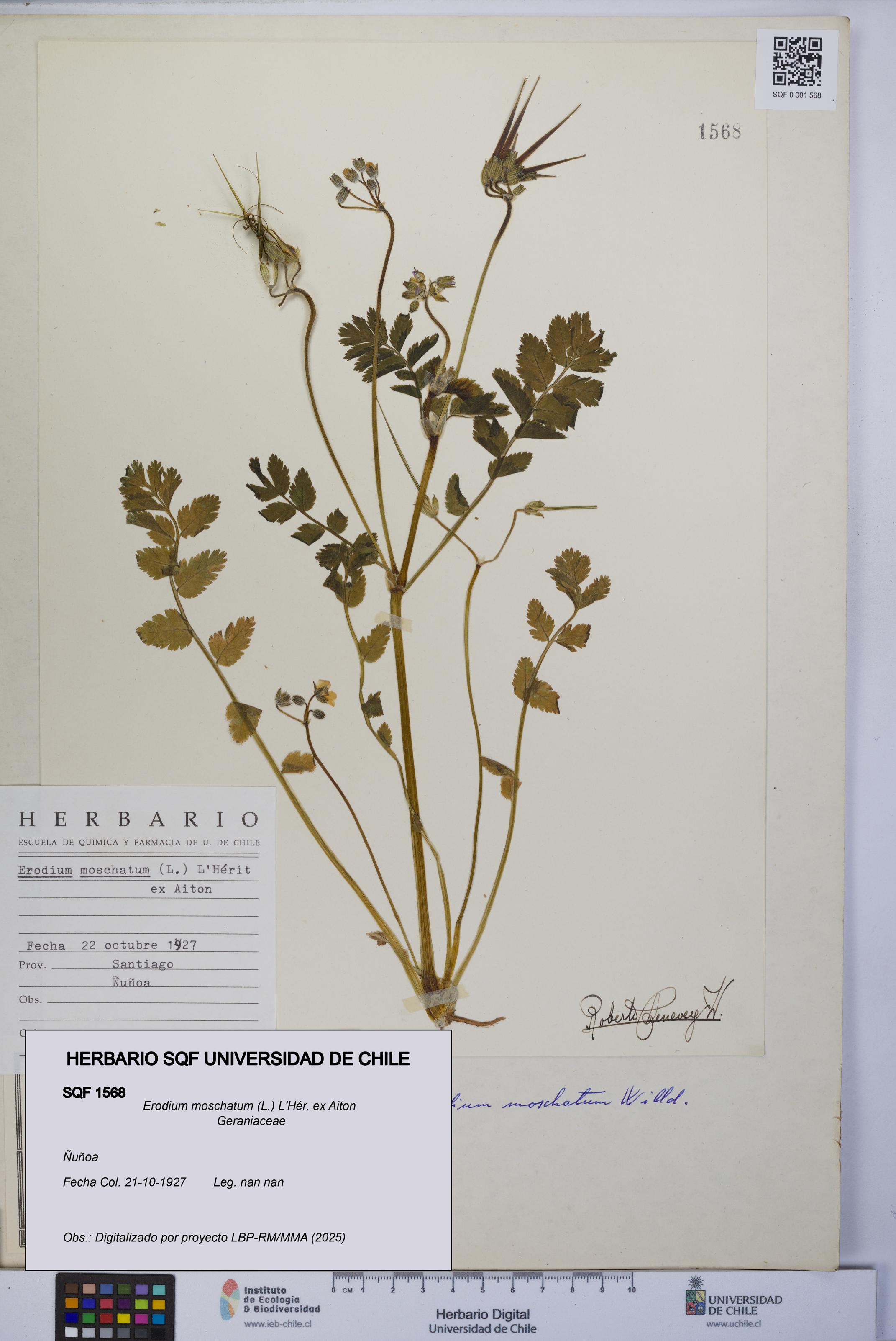 Erodium moschatum [Espécimen: UCH:SQF:0001568]