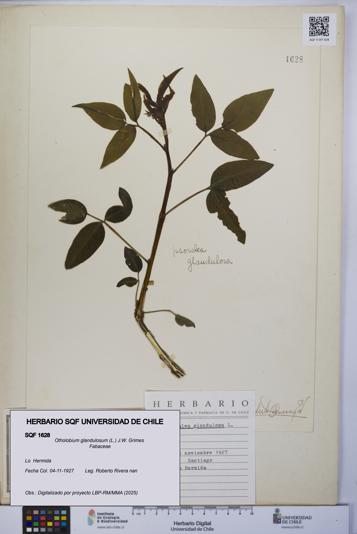 Otholobium glandulosum [Espécimen: UCH:SQF:0001628]