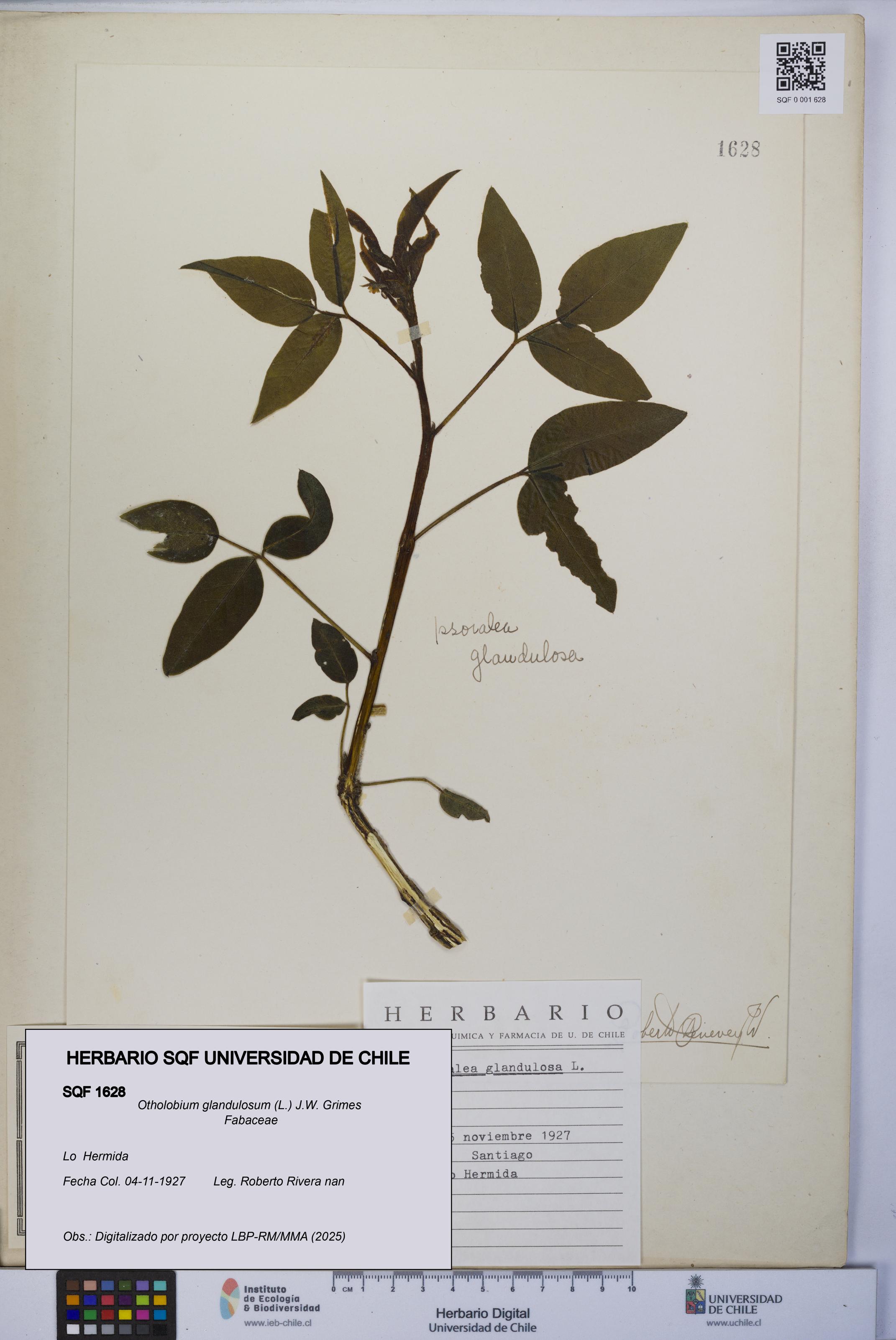 Otholobium glandulosum [Espécimen: UCH:SQF:0001628]