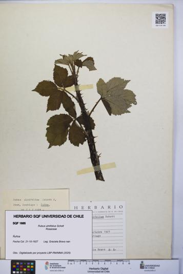 Rubus ulmifolius [Espécimen: UCH:SQF:0001685]