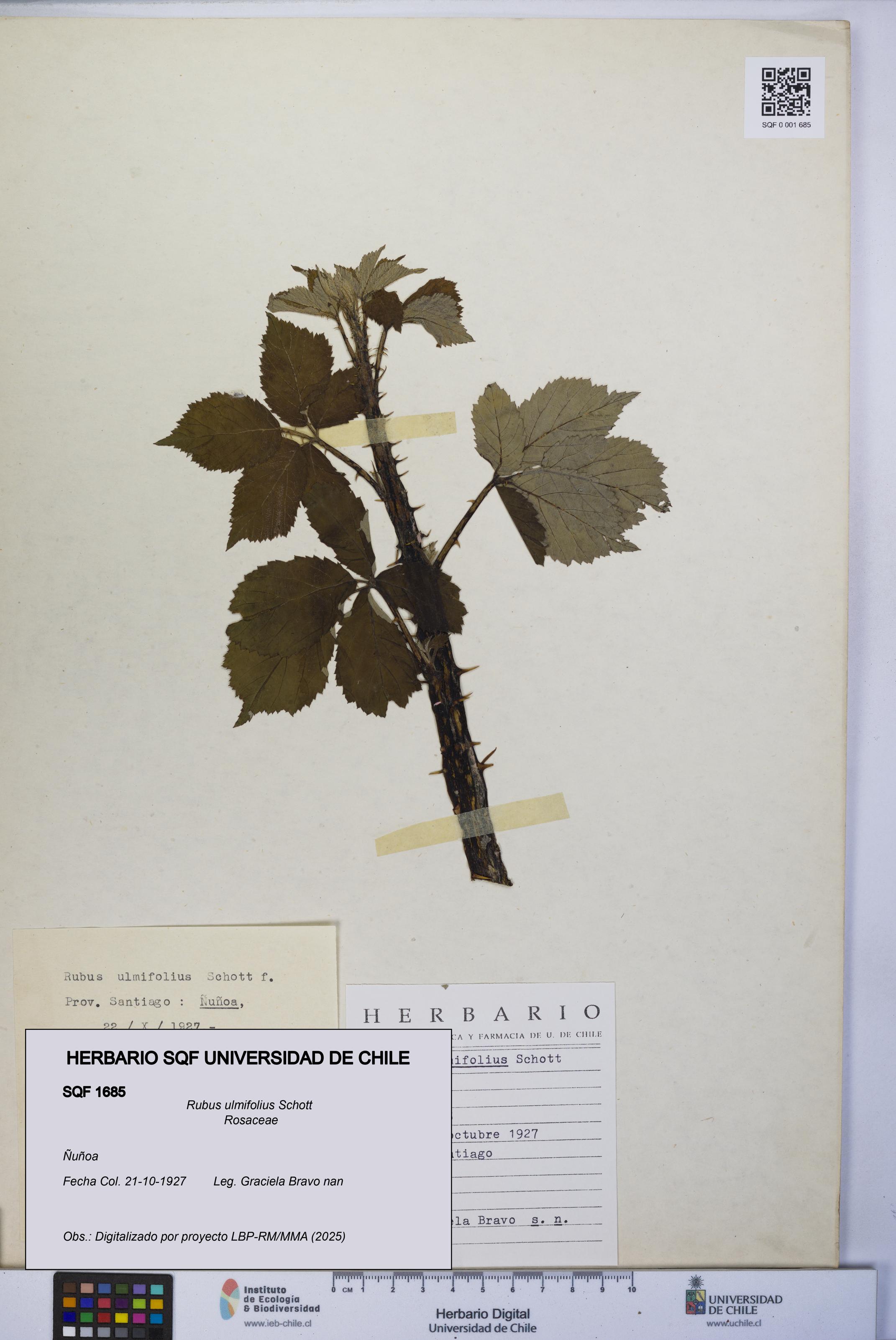 Rubus ulmifolius [Espécimen: UCH:SQF:0001685]