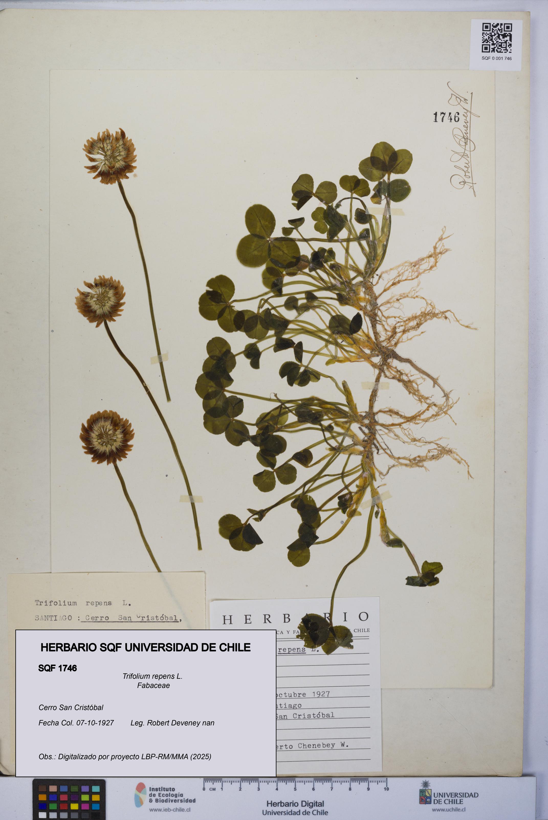 Trifolium repens [Espécimen: UCH:SQF:0001746]