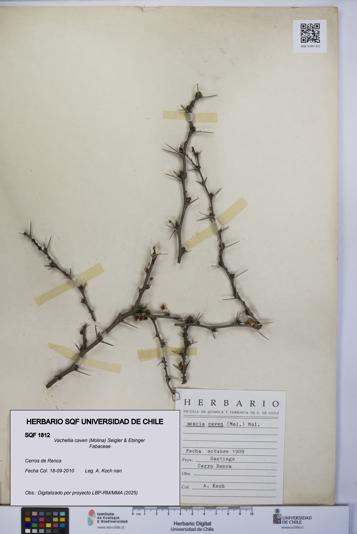 Vachellia caven [Espécimen: UCH:SQF:0001812]