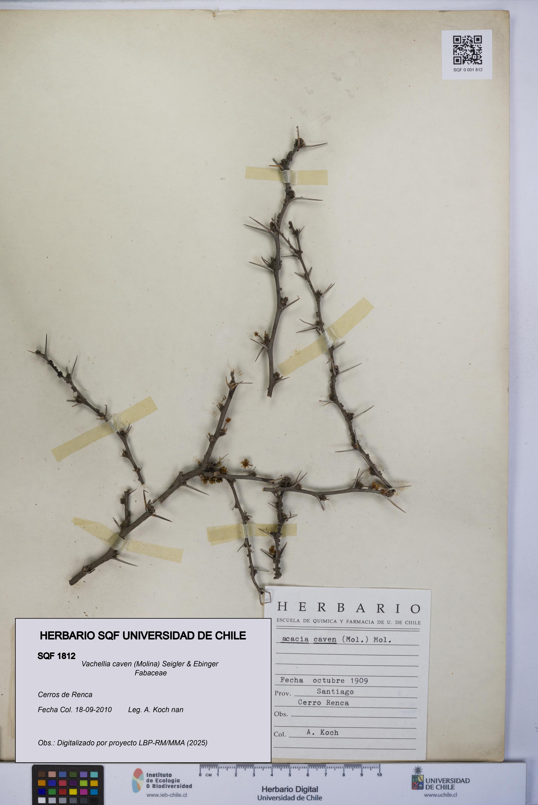 Vachellia caven [Espécimen: UCH:SQF:0001812]