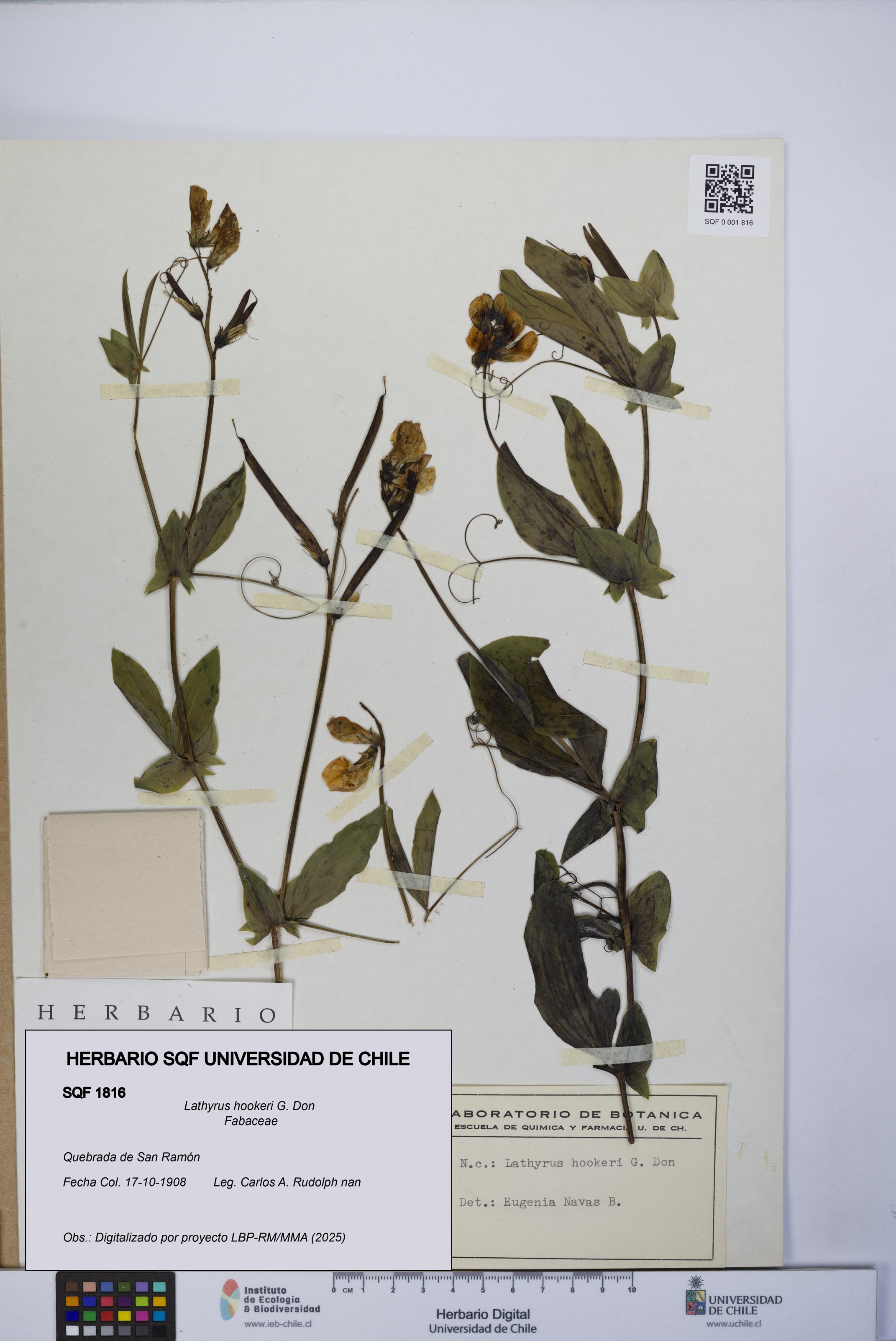 Lathyrus hookeri [Espécimen: UCH:SQF:0001816]