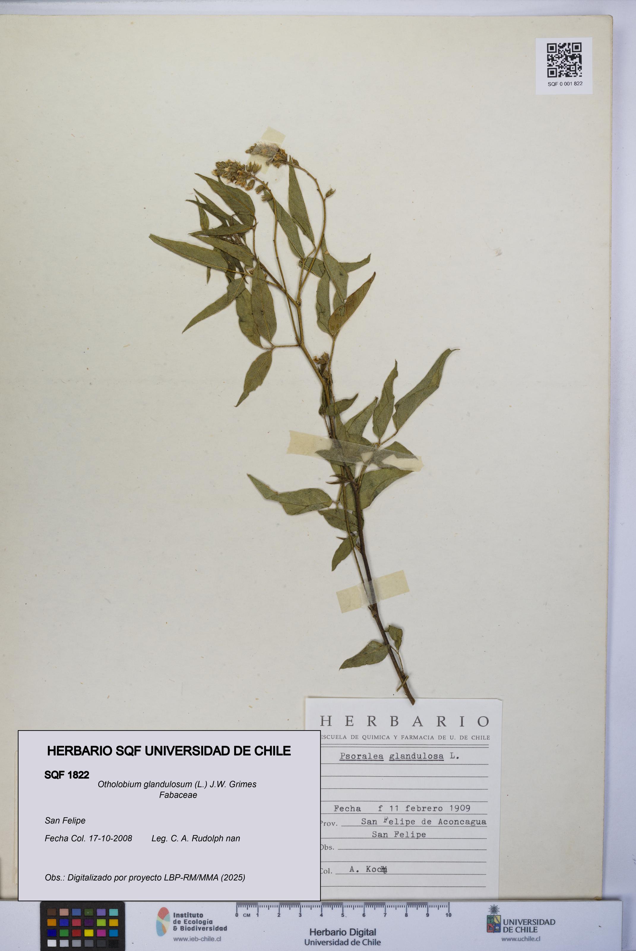 Otholobium glandulosum [Espécimen: UCH:SQF:0001822]