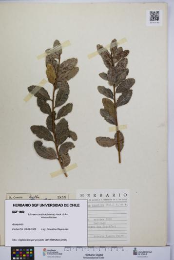 Lithraea caustica [Espécimen: UCH:SQF:0001859]