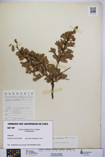 Schinus polygama [Espécimen: UCH:SQF:0001887]