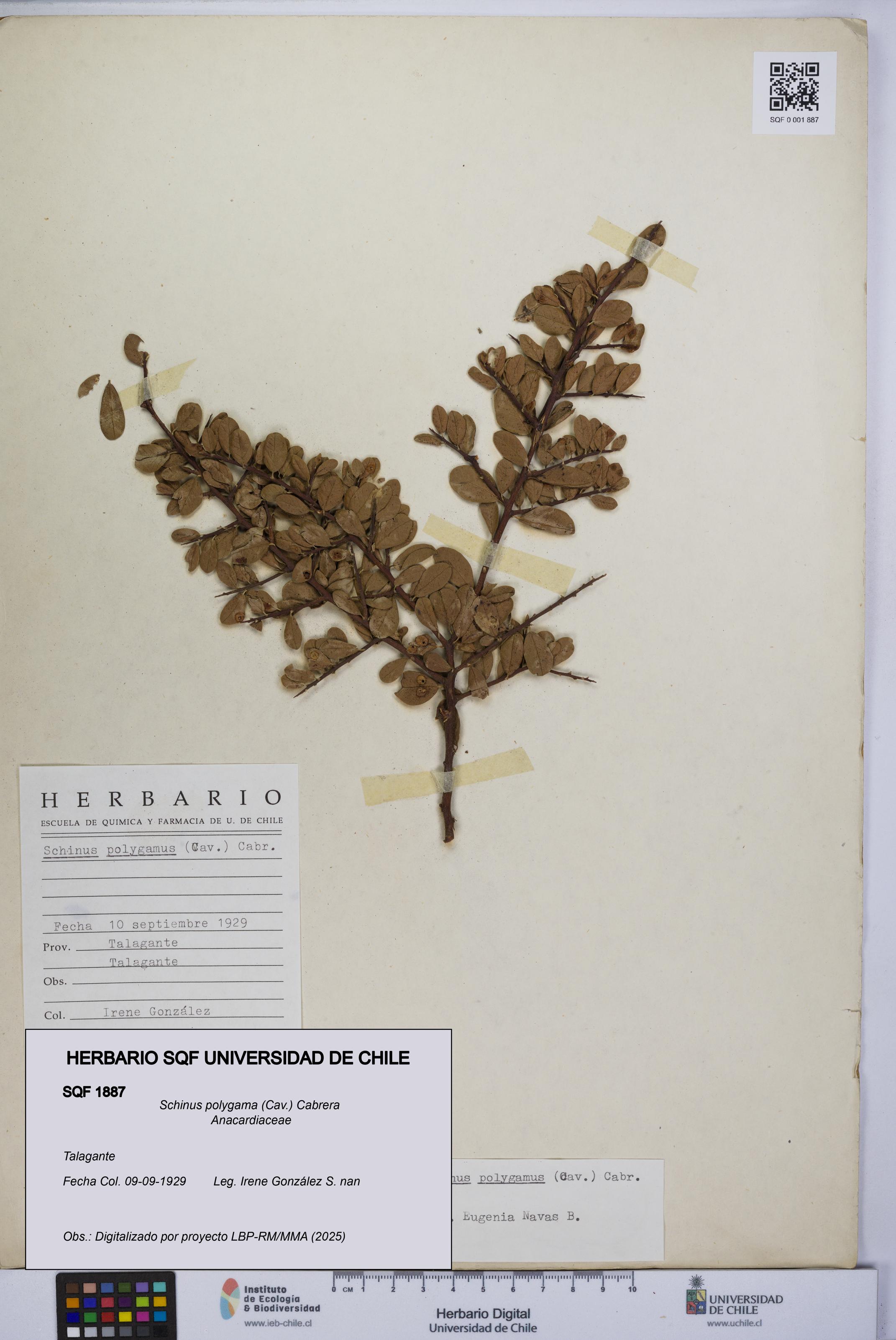 Schinus polygama [Espécimen: UCH:SQF:0001887]