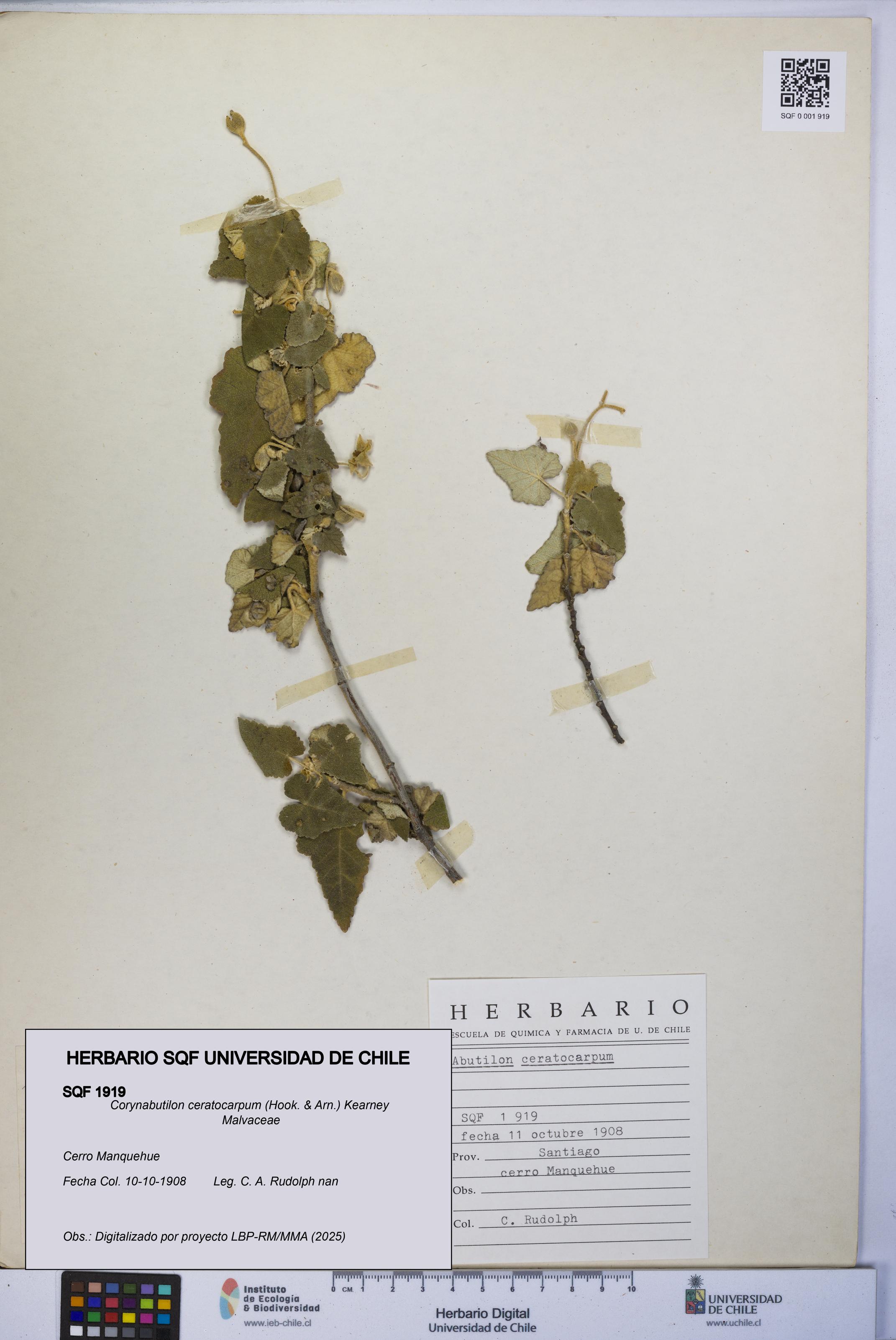 Corynabutilon ceratocarpum [Espécimen: UCH:SQF:0001919]