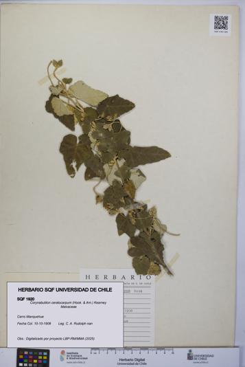 Corynabutilon ceratocarpum [Espécimen: UCH:SQF:0001920]
