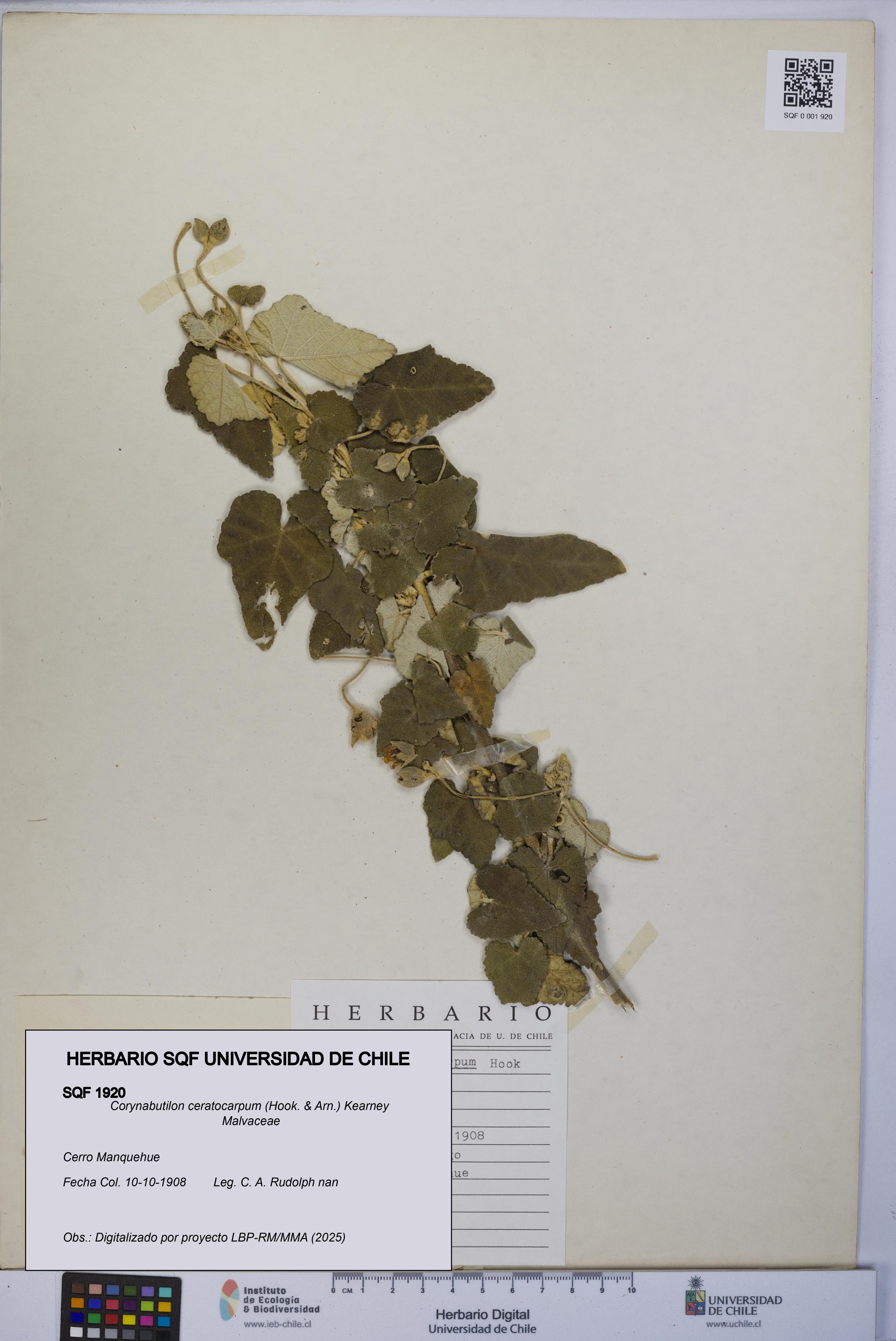 Corynabutilon ceratocarpum [Espécimen: UCH:SQF:0001920]