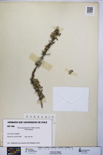 Trevoa quinquenervia [Espécimen: UCH:SQF:0001926]