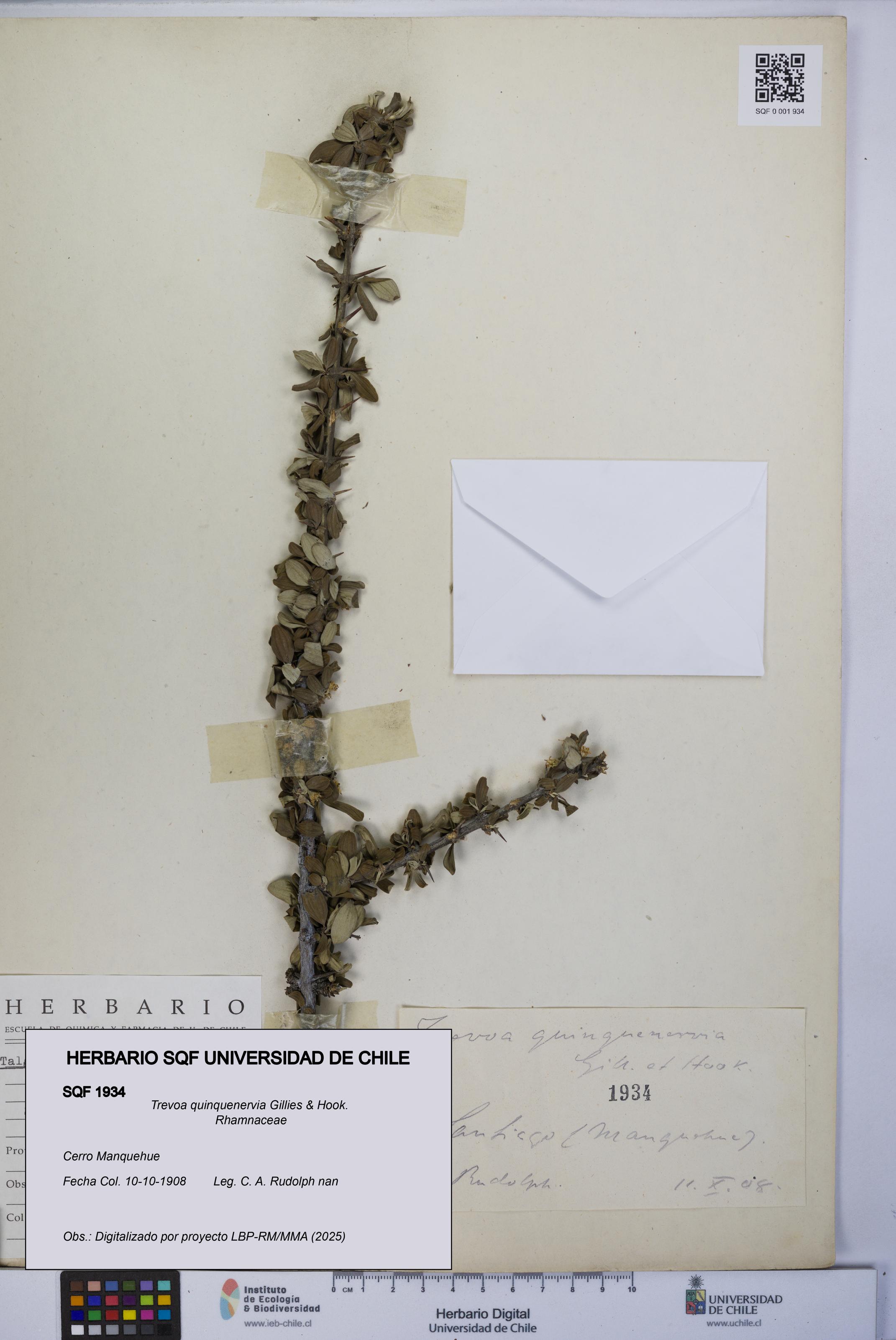 Trevoa quinquenervia [Espécimen: UCH:SQF:0001934]