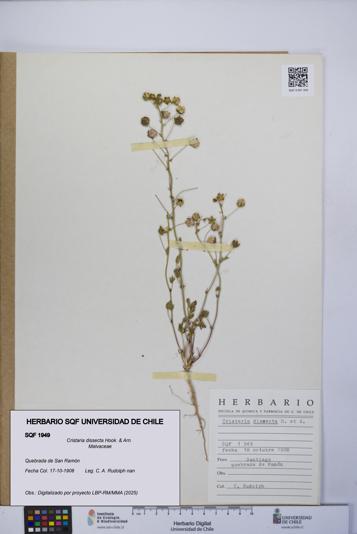 Cristaria dissecta [Espécimen: UCH:SQF:0001949]