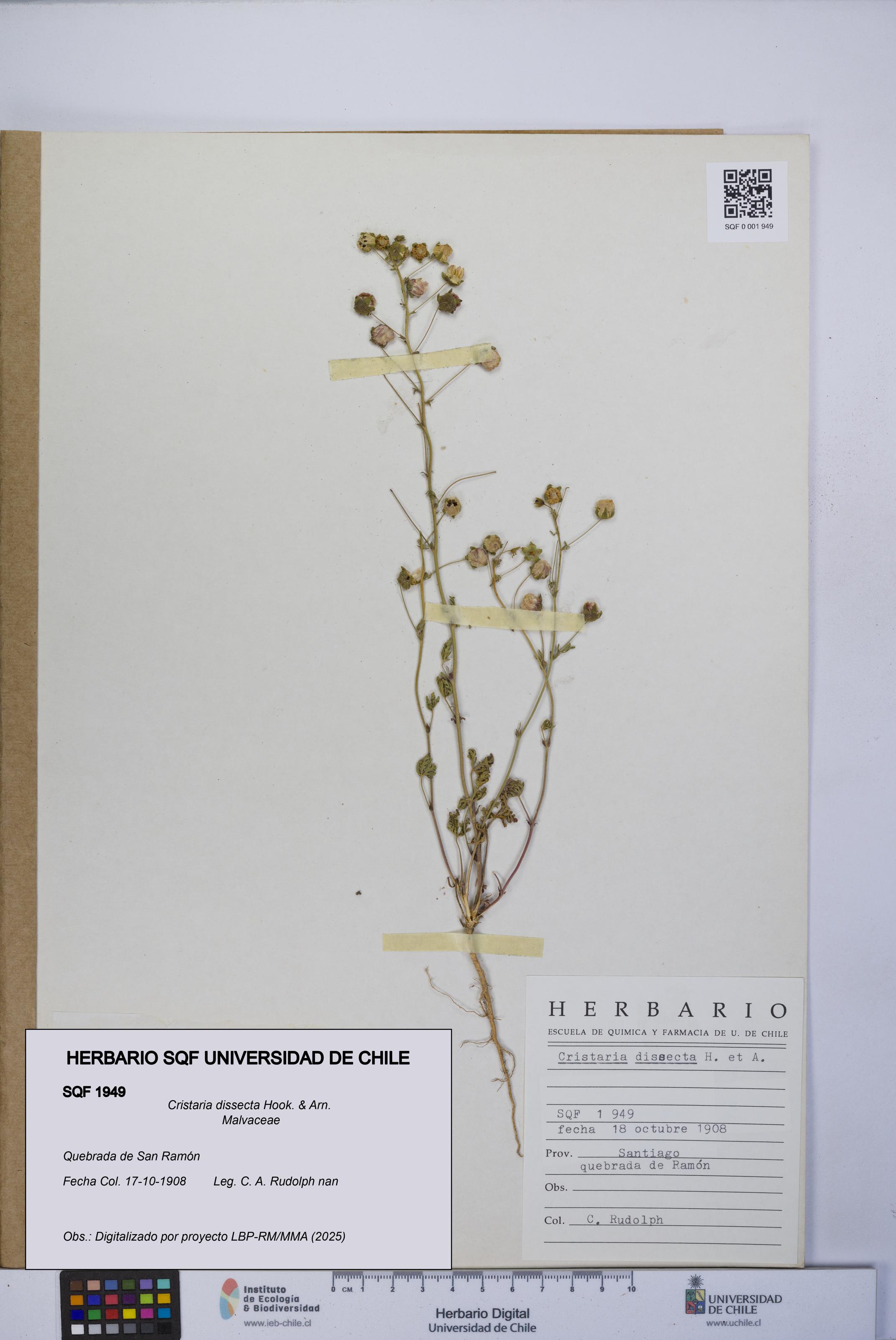 Cristaria dissecta [Espécimen: UCH:SQF:0001949]