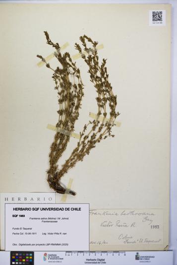 Frankenia salina [Espécimen: UCH:SQF:0001983]