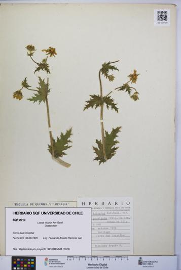 Loasa tricolor [Espécimen: UCH:SQF:0002010]