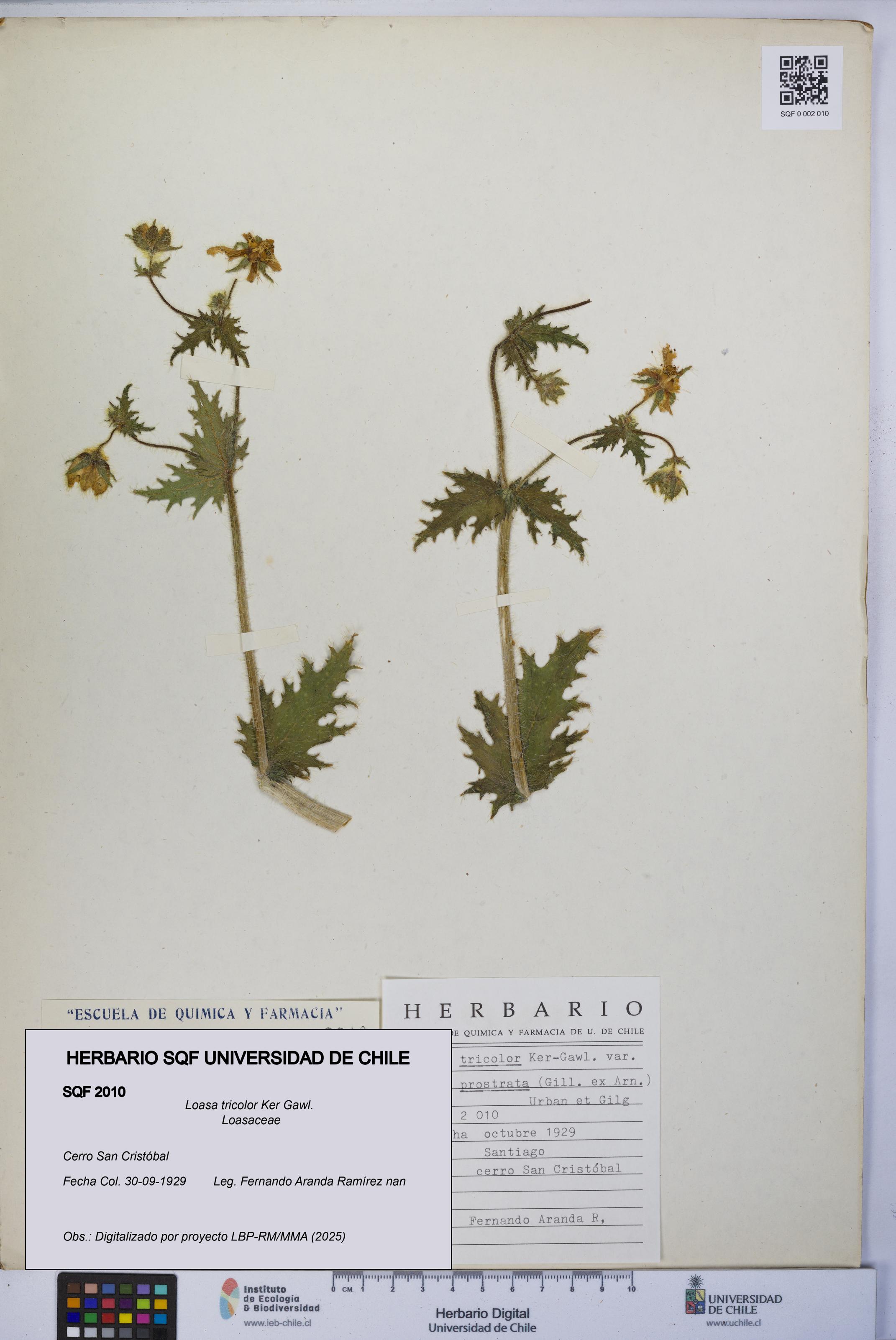 Loasa tricolor [Espécimen: UCH:SQF:0002010]