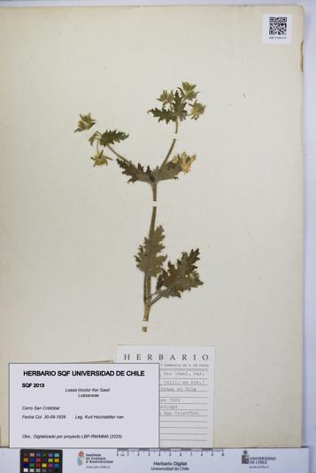 Loasa tricolor [Espécimen: UCH:SQF:0002013]