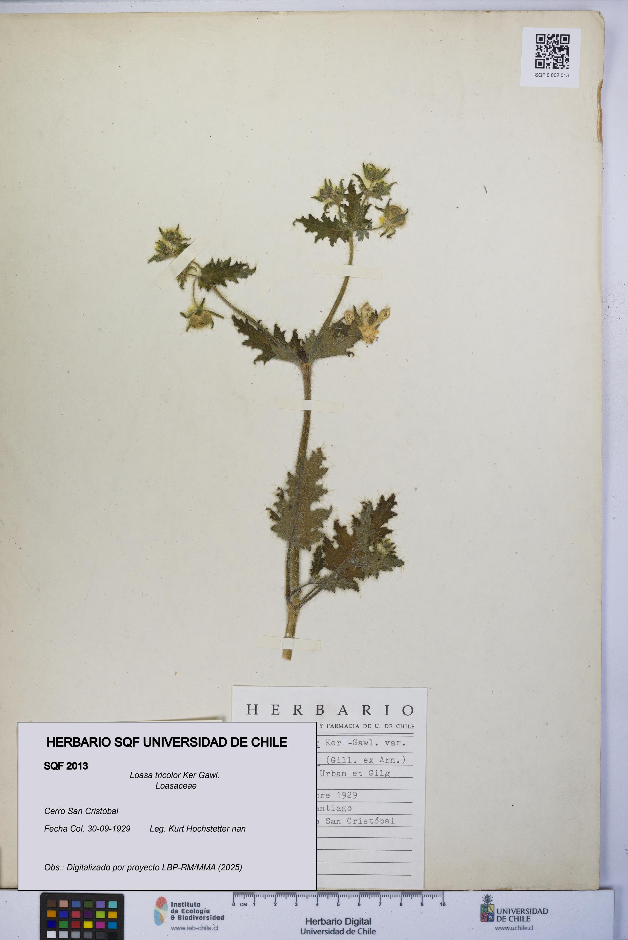 Loasa tricolor [Espécimen: UCH:SQF:0002013]