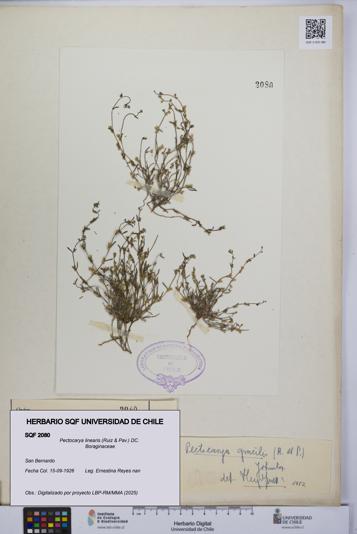 Pectocarya linearis [Espécimen: UCH:SQF:0002080]