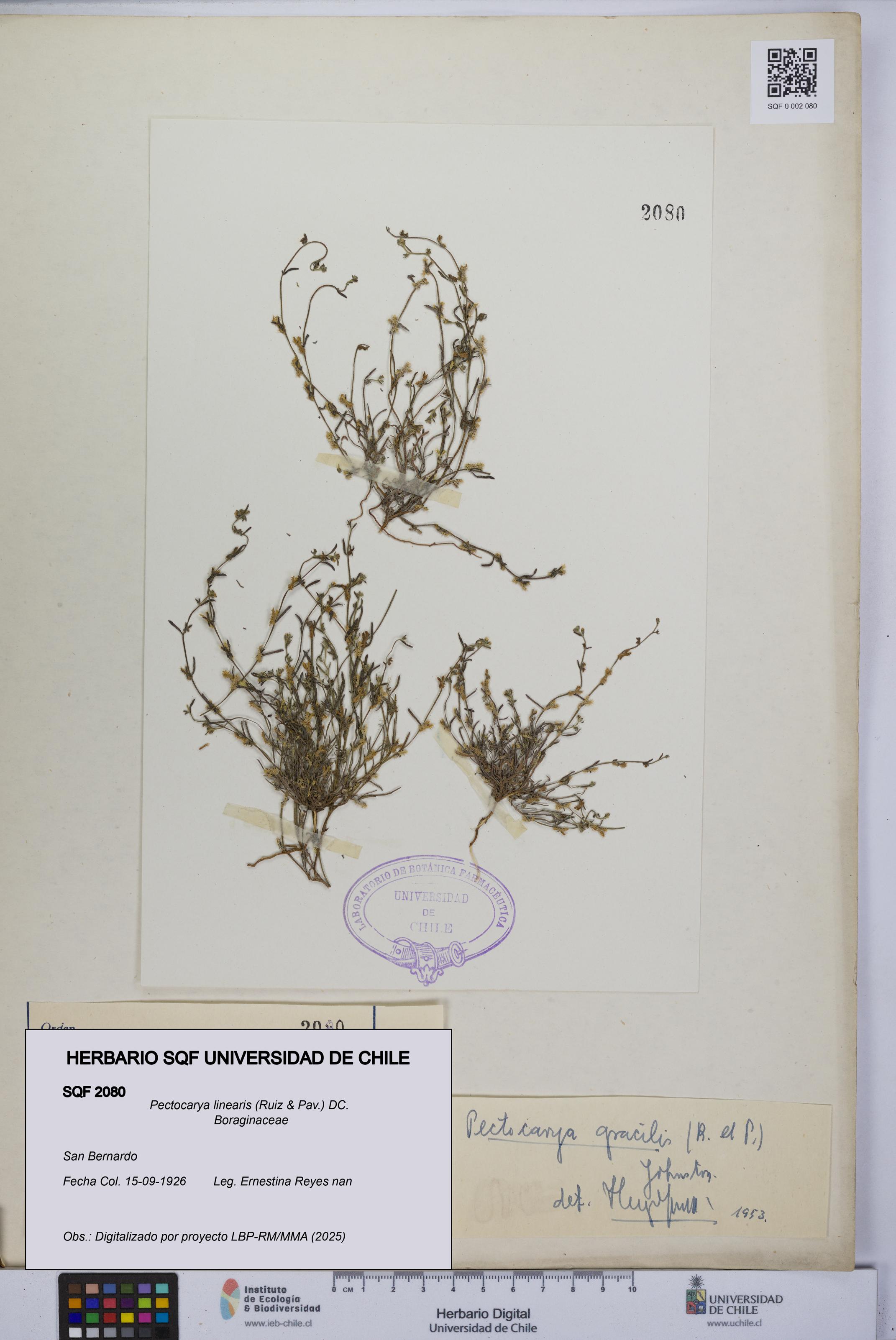 Pectocarya linearis [Espécimen: UCH:SQF:0002080]