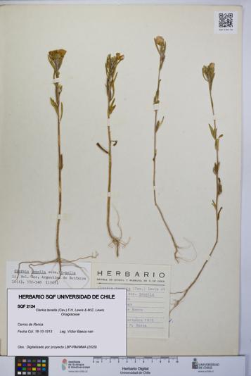 Clarkia tenella [Espécimen: UCH:SQF:0002124]